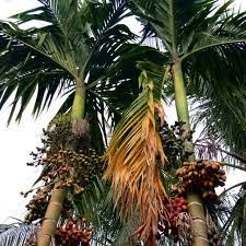 Check 'pokok pisang' translations into english. Areca Nut Tree Aka Pokok Pinang Steemit