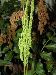 Image result for Anemiaceae