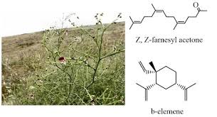 Image result for Anticharis senegalensis