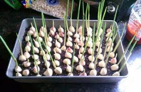 Dan berikut merupakan cara tanam bawang putih tunggal yang mudah dan praktis. Cara Budidaya Bawang Putih Dari Nol Ternak Duit