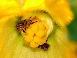 Check spelling or type a new query. If You Like Pumpkins Thank Squash Bees