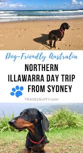 Dog Friendly Wollongong Visiting Wollongong With A Dog Travelnuity Dog Friends Dog Friendly Beach Dog Travel