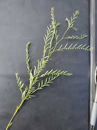 Image result for Phyllanthus pentandrus