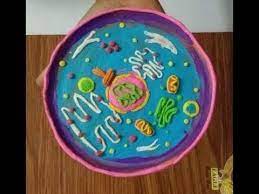 Whether you're making this for science class, a. Making Animal Cell Model With Modelling Clay Youtube Animal Cell Animal Cells Model Cell Model
