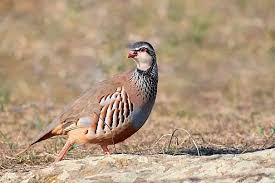 Image result for Alectoris rufa