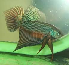 252 Wild Type Betta Smaragdina Guitar Male Betta Betta Fish Wild
