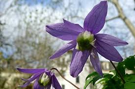 Check spelling or type a new query. Clematis Alpina Blue Bird Order Online