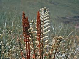 Image result for Todea