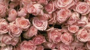 Pretty Pink Roses Wallpaper Free Rose Wallpaper Flower Wallpaper Pink Roses
