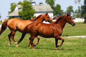The Definition Of A Sound Horse Horses Horse Ranch Beautiful Horses