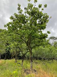 Image result for Thespesia populneoides