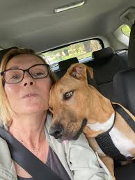 This is my boy Yogi who is 3 today 🦮🎉🎊