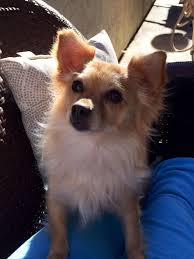 The chihuahua mix is a cross between a chihuahua and another dog breed. Pomeranian Mix With Chihuahua Puppies Novocom Top