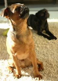 Many breeds of puppies for sale in guatemala , some are sold cheap. Brussels Griffon Dog Breed Pictures 3