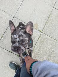 Profile for Loyal Dude with Hajni Peter