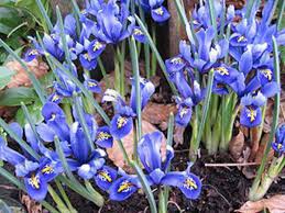 Flower bulbs are not the only plants that can bloom in early spring. Plant Iris Reticulata Bulbs For An Early Spring Bloom Horticulture