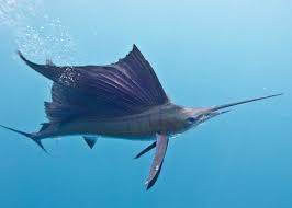 Plachetnik Istiophorus Ocean Fishing Animals Shark Fishing