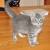 Tabby Grey Shorthair Cat