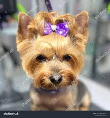 Image result for yorkshire haircut