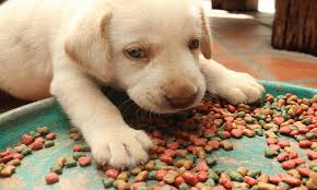 Whole fish is a great addition to your dog's diet and this recipe. The 10 Best Low Protein Dog Foods Of 2021