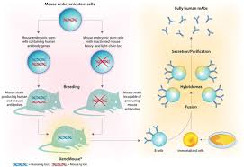 When the candidate hybridoma cell lines are cultured in the presence of aminopterin, only. Evolution And Emergence Of Therapeutic Monoclonal Antibodies Circulation