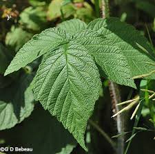 Like most fruiting plants, these bushes love rich soil and plenty of water. American Red Raspberry Rubus Idaeus L And Rubus Idaeus L Var Strigosus
