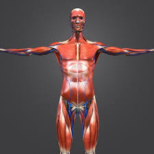 3d Model Body Natural Muscles Veins Model Body Body 3d Model