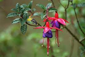 Pin On Garden Guide