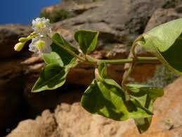 Image result for Commicarpus plumbagineus