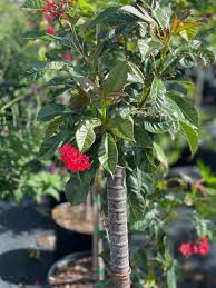 Image result for Jatropha erythropoda