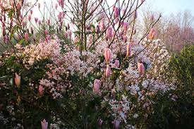 Our plants are staked to 3 feet with numerous upright leaders. Peter Timmermans On Twitter Evergreen Clematis Armandii Apple Blossom Rambling Through Deciduous Magnolia Heaven Scent