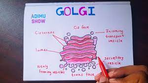 How To Draw And Label Golgi Apparatus Step By Step Tutorial Youtube Biology Diagrams Science Diagrams Medical Drawings