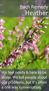 Bach Flower Remedy Heather Pureremedies Co Uk Bach Flower Remedies Flower Remedy Bach Flowers