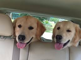 Akc golden retriever puppies new england. Akc Golden Pups Golden Retriever Puppies New Hampshire