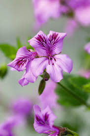 Image result for Pelargonium