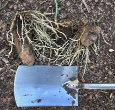 Image result for Dioscorea cayenensis