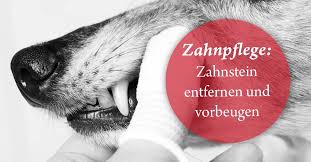 zahnpflege beim hund werbung goldenmerlo zahnstein hund zahnstein entfernen hund zahne putzen