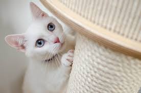 Maybe you would like to learn more about one of these? 4 Types Of Cat Scratchers Which Is Better Pet Keen