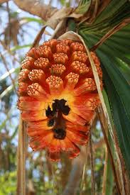 Pin On Strange Edible Plants