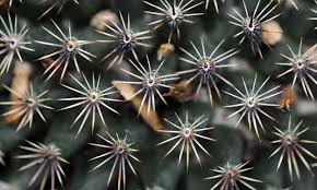Transfer them out daytime for them to absorb oxygen too. Ask Dr Universe How Do Cacti Survive In Such Hot And Dry Environments The Spokesman Review