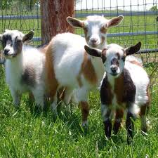Pin By Lou H On All About Pets Dwarf Goats Nigerian Dwarf Goats Animals