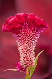 Pin On Flowers
