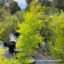Image result for Melaleuca sp. A (Biegel 5741)