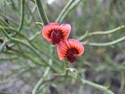 Image result for Geigeria brevifolia