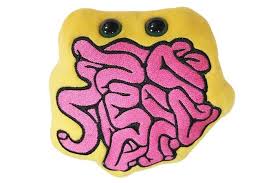 Intestin Grele