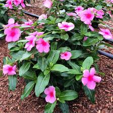If You Are Looking For A Plant Who Loves The Heat Humidity Then Cora Vinca From Syngenta Flowers Is For You Plants Plant Aesthetic Making Plant Pots