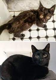 Power Of Love Major Animal Glow Ups Cute Cats Cats And Kittens Cats