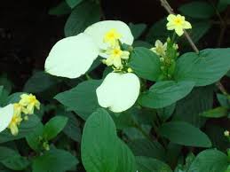 Image result for Mussaenda