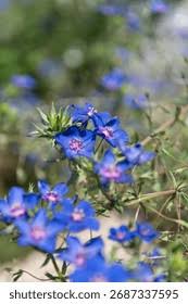 Image result for Lysimachia monelli