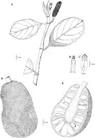 Image result for Artocarpus heterophyllus